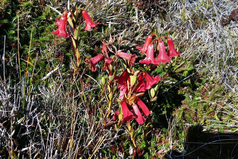 Rhododendron beyerinckianum photo 7