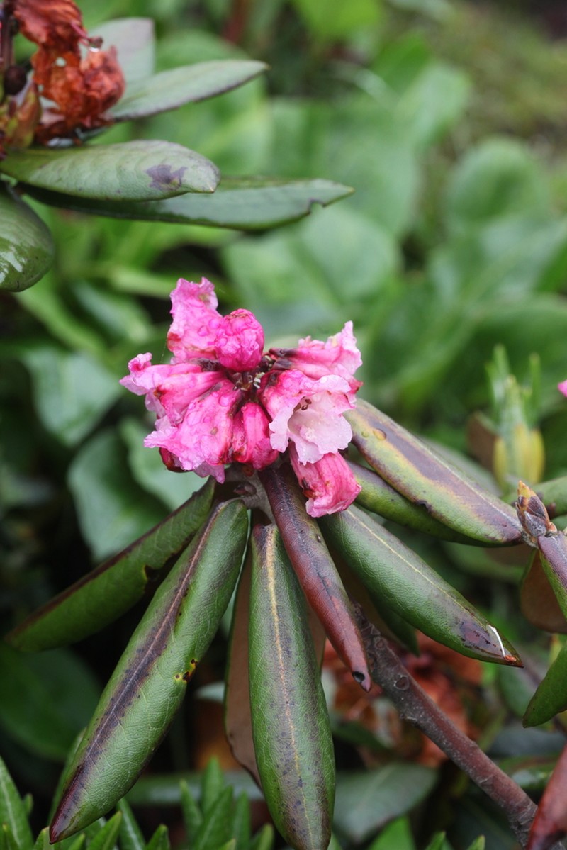 Rhododendron bhutanense
