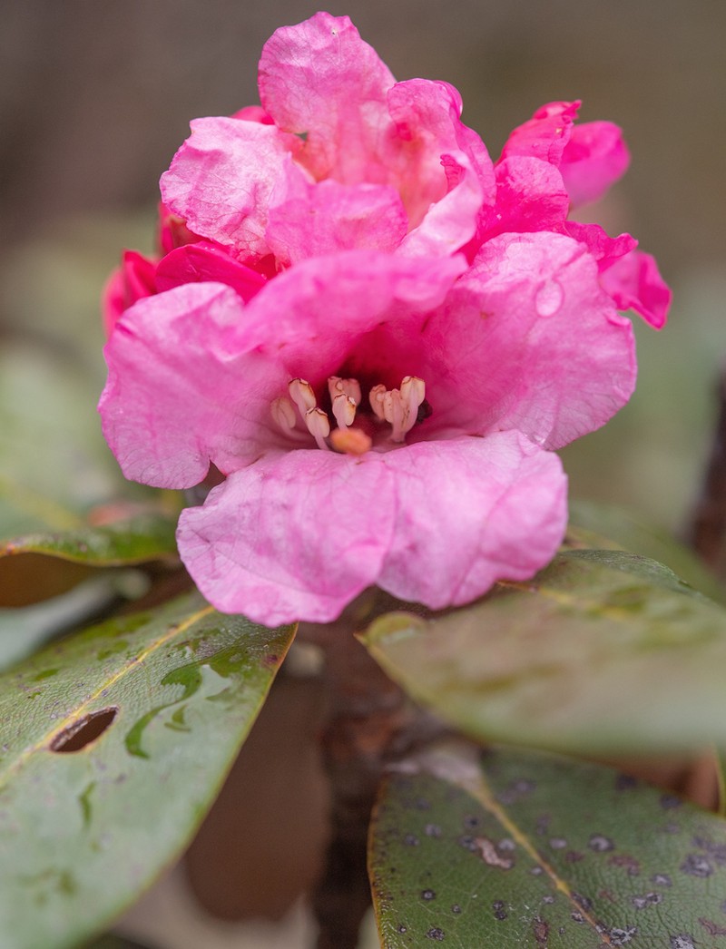 Rhododendron bhutanense photo 3