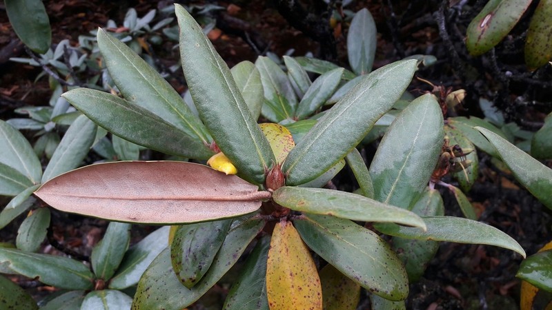 Rhododendron bhutanense photo 4