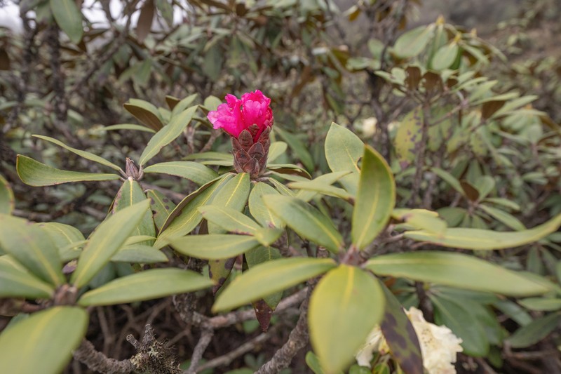 Rhododendron bhutanense photo 5