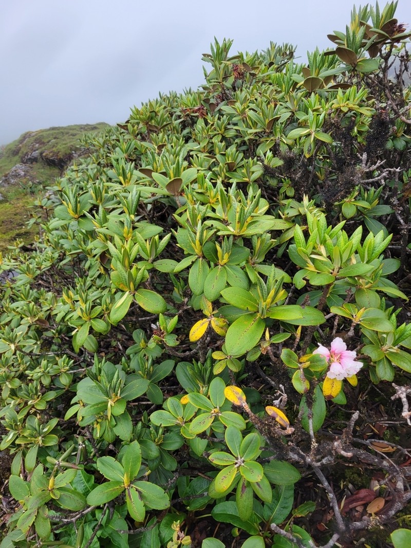 Rhododendron bhutanense photo 6