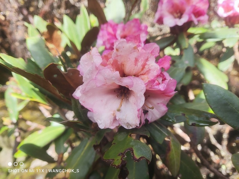 Rhododendron bhutanense photo 7