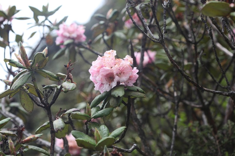 Rhododendron bhutanense photo 8