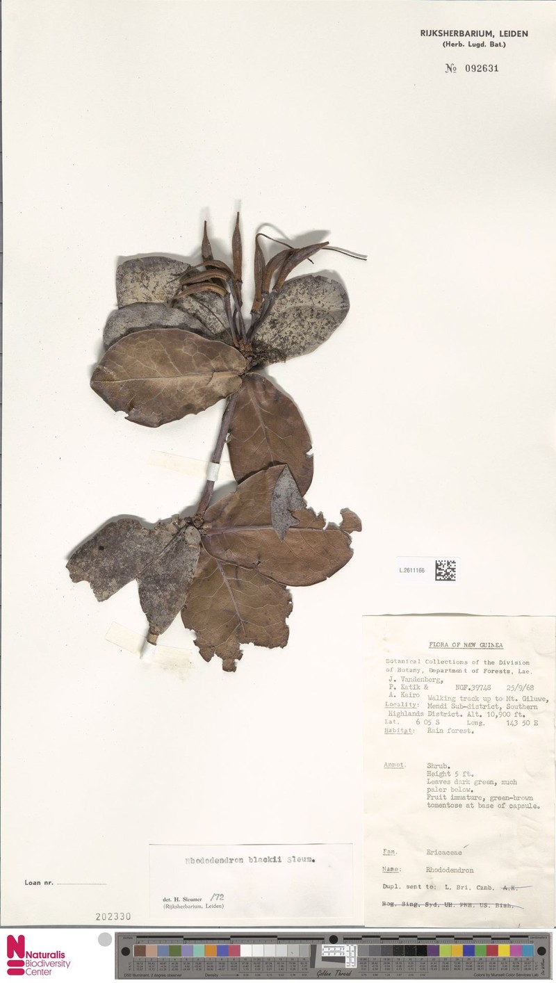Rhododendron blackii photo 3