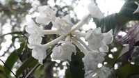 Rhododendron bloembergenii
