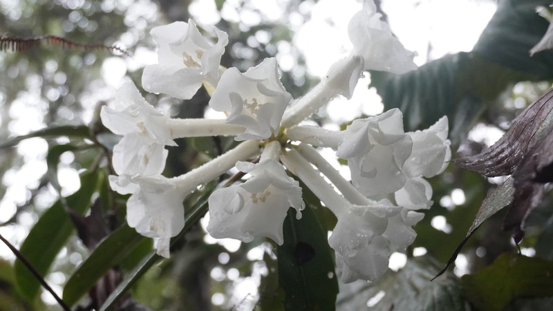 Rhododendron bloembergenii