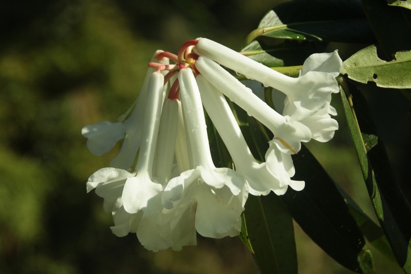 Rhododendron bloembergenii photo 2
