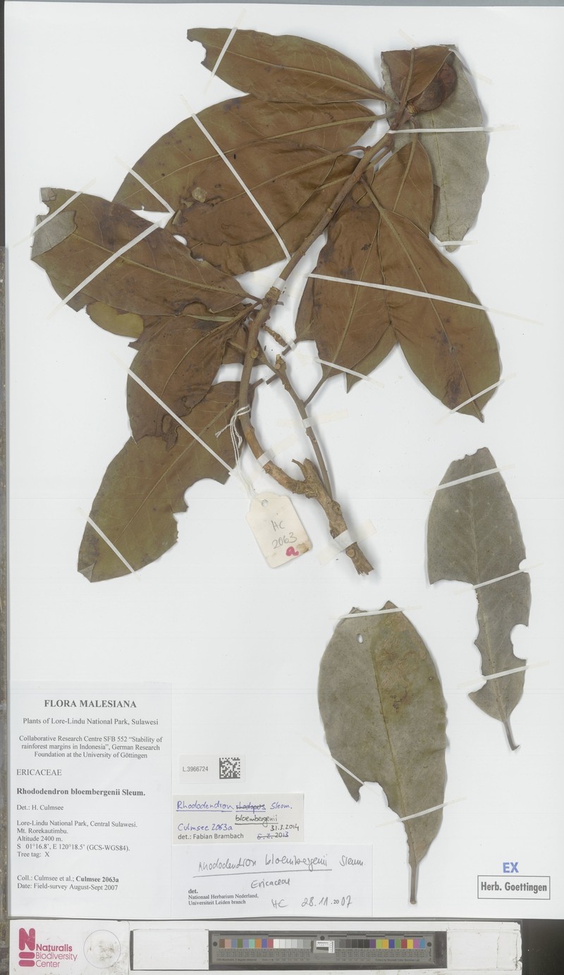 Rhododendron bloembergenii photo 3