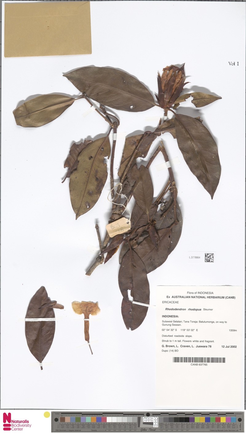 Rhododendron bloembergenii photo 4