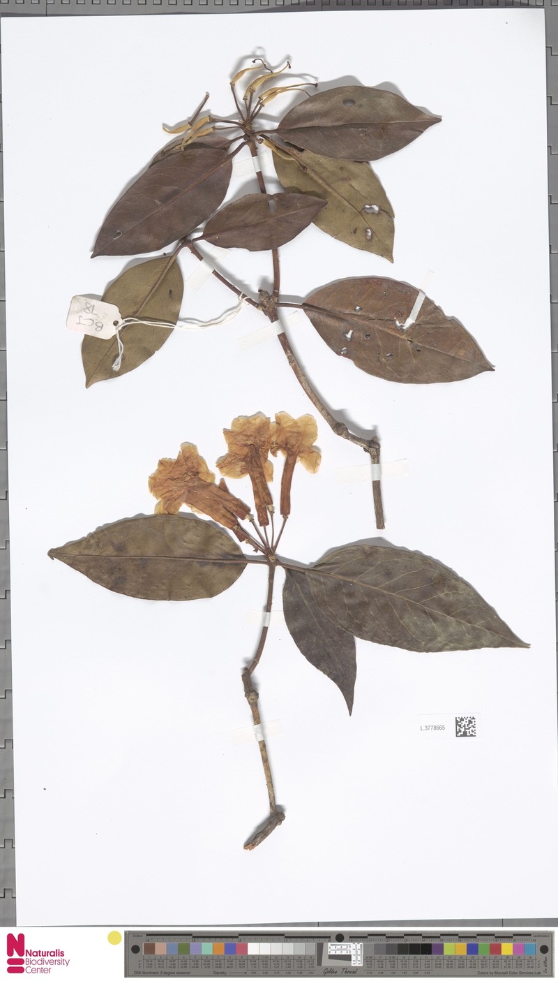 Rhododendron bloembergenii photo 5