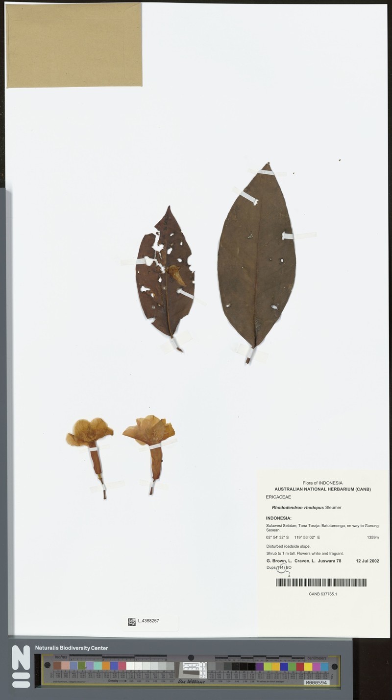 Rhododendron bloembergenii photo 6