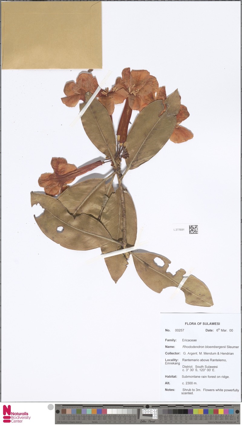 Rhododendron bloembergenii photo 8