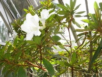 Rhododendron boninense