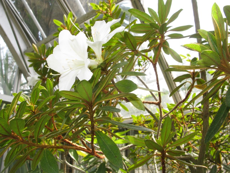 Rhododendron boninense