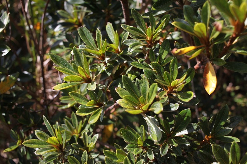 Rhododendron boninense photo 3