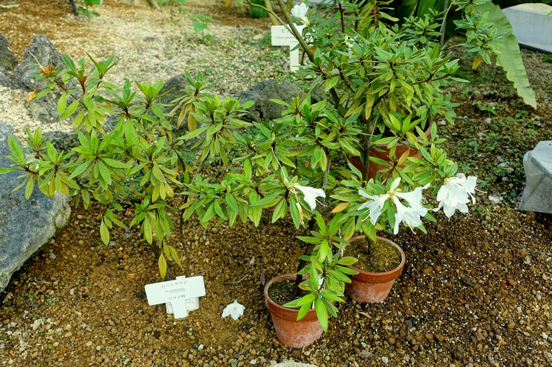 Rhododendron boninense photo 4