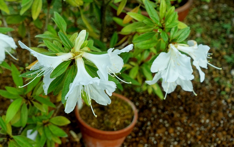 Rhododendron boninense photo 5