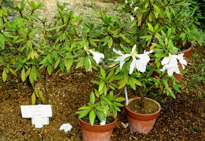 Rhododendron boninense photo 6