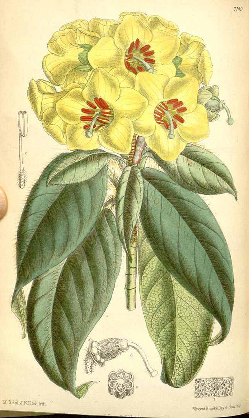 Rhododendron boothii