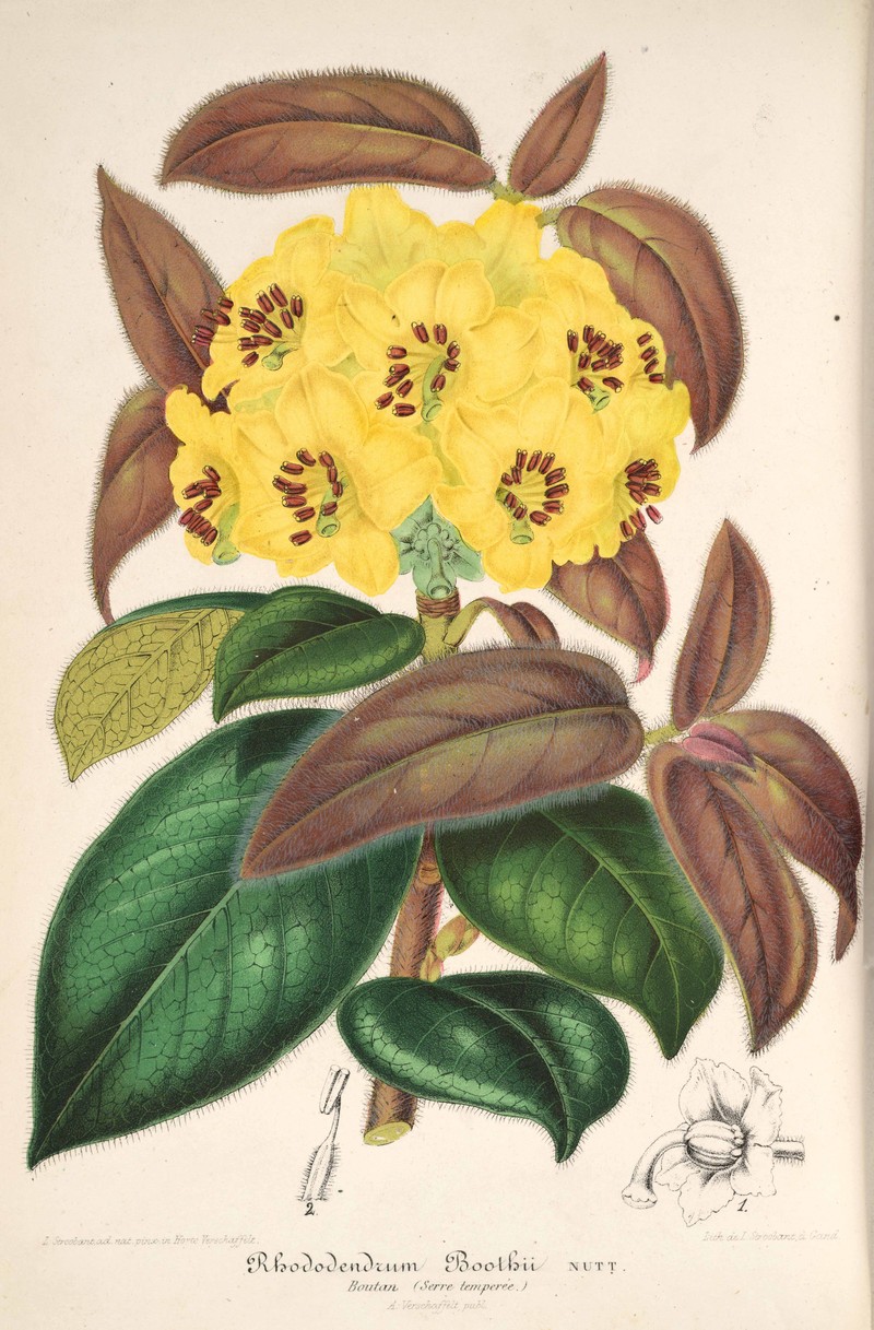 Rhododendron boothii photo 2