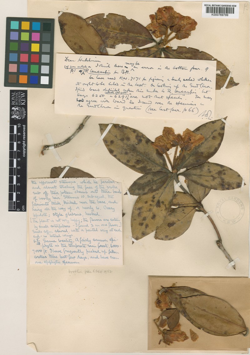 Rhododendron boothii photo 3