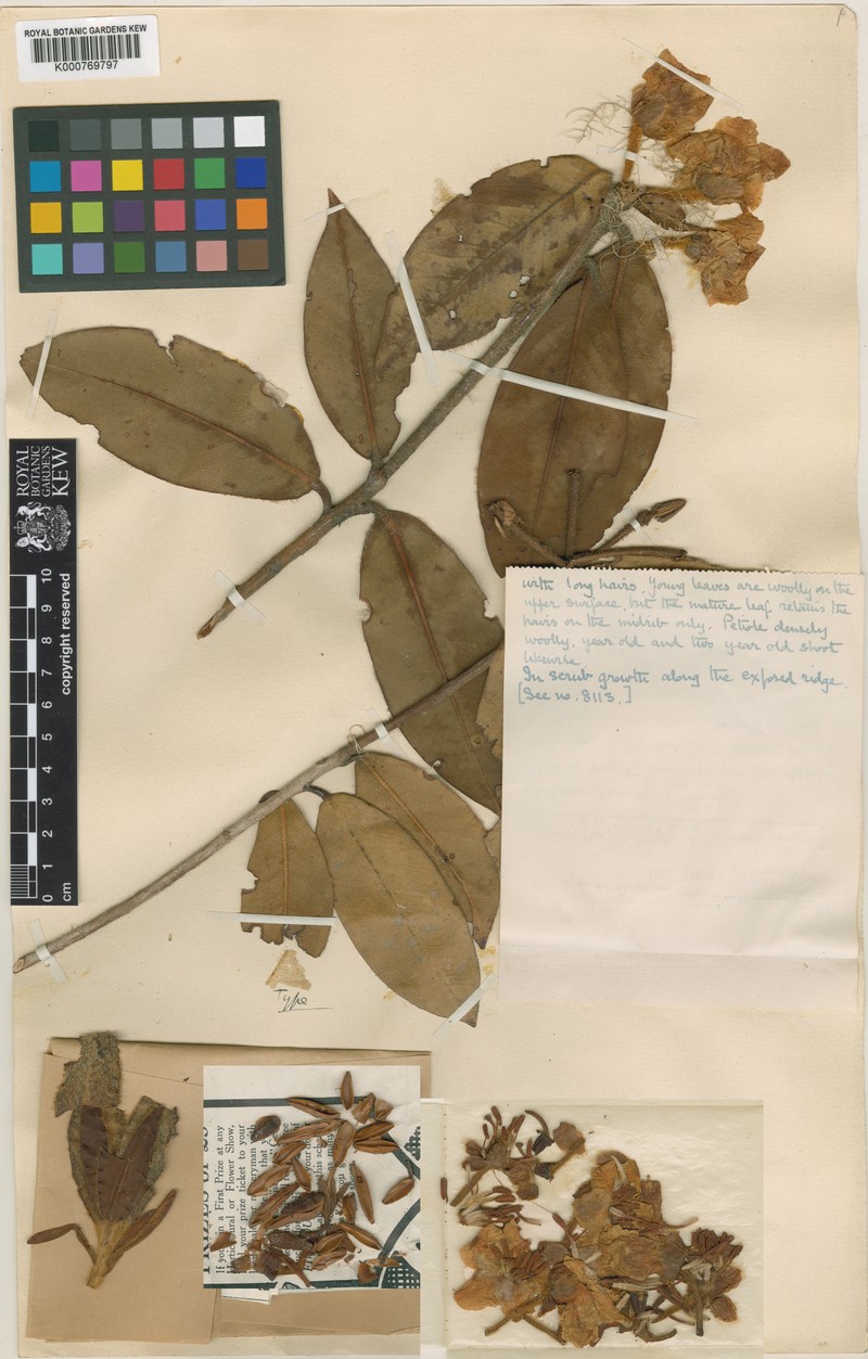 Rhododendron boothii photo 4
