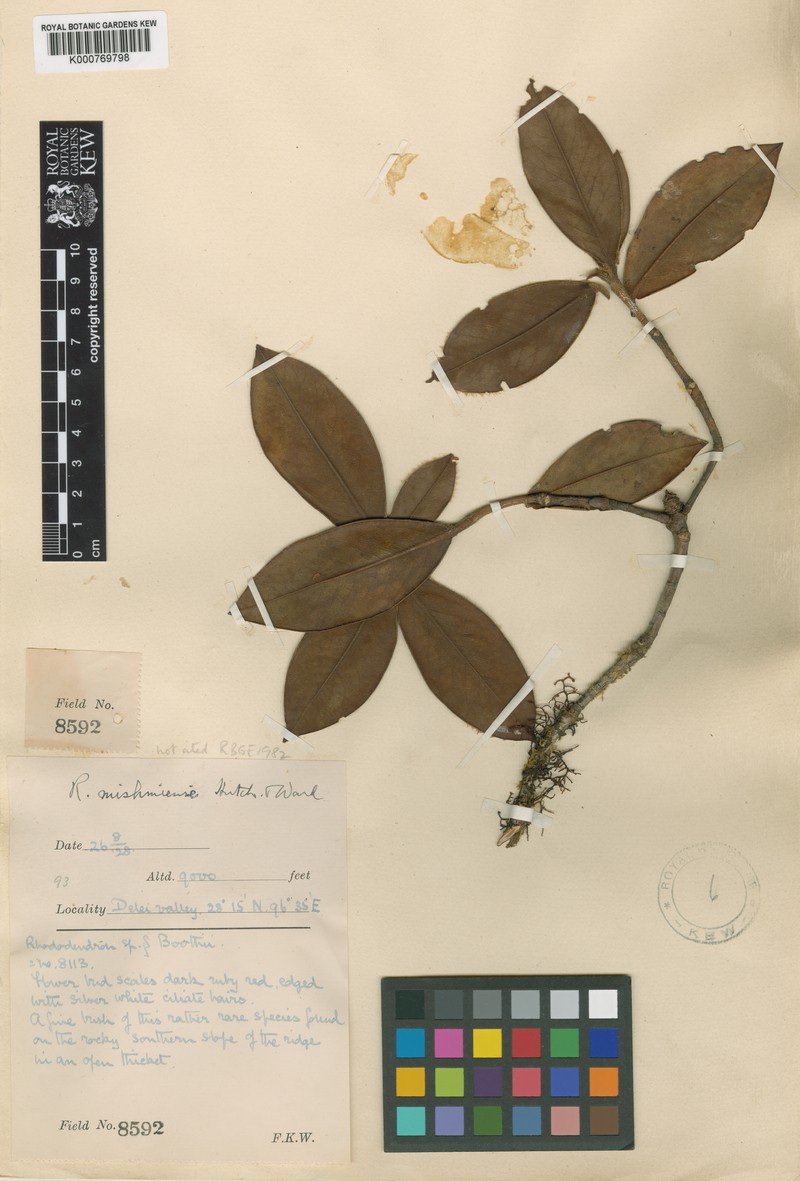 Rhododendron boothii photo 5