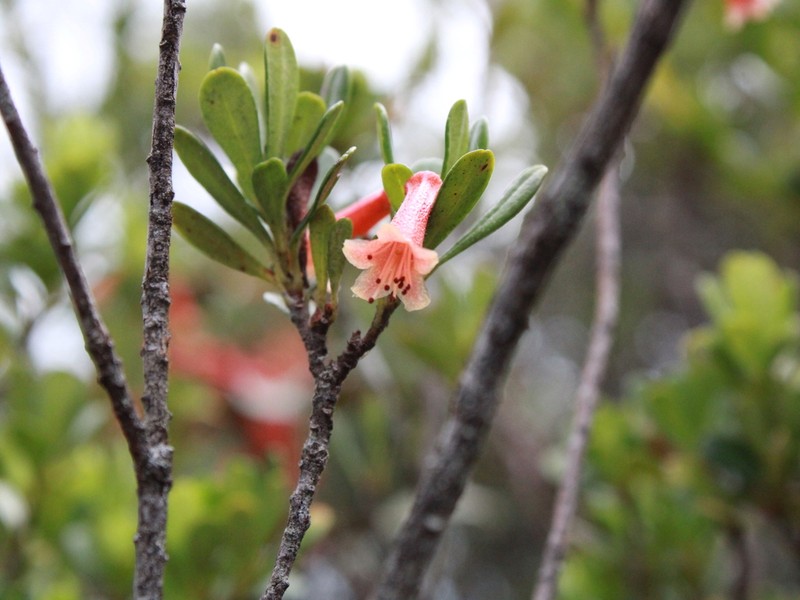 Rhododendron borneense photo 2