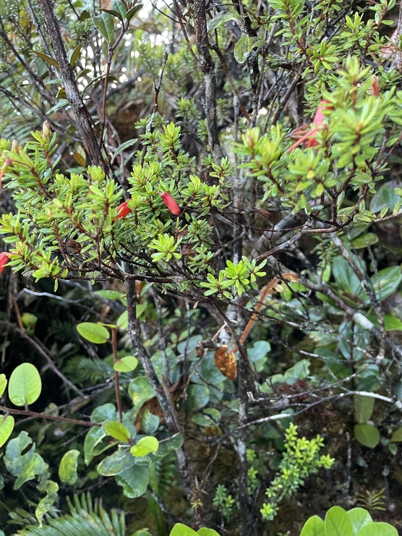 Rhododendron borneense photo 3
