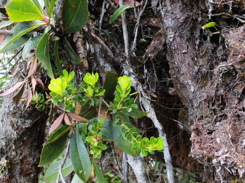 Rhododendron borneense photo 4
