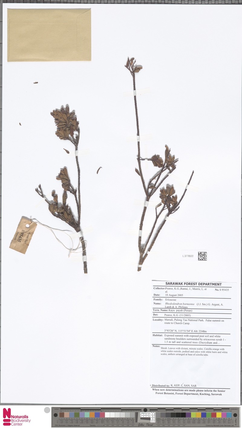 Rhododendron borneense photo 5