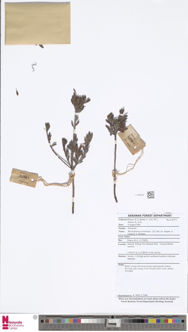 Rhododendron borneense photo 6