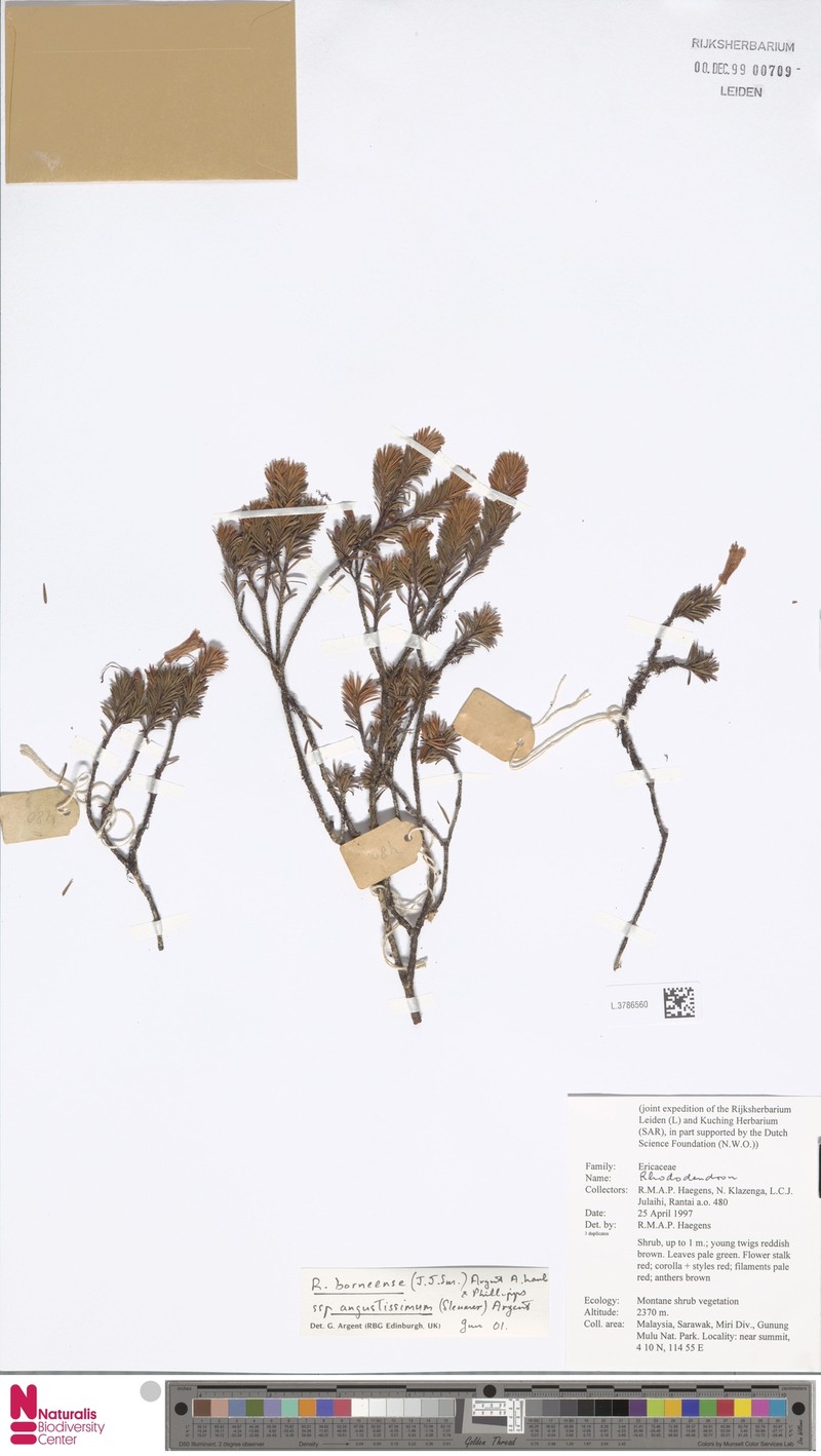 Rhododendron borneense subsp. angustissimum