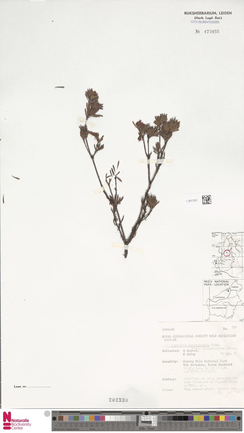 Rhododendron borneense subsp. angustissimum photo 3