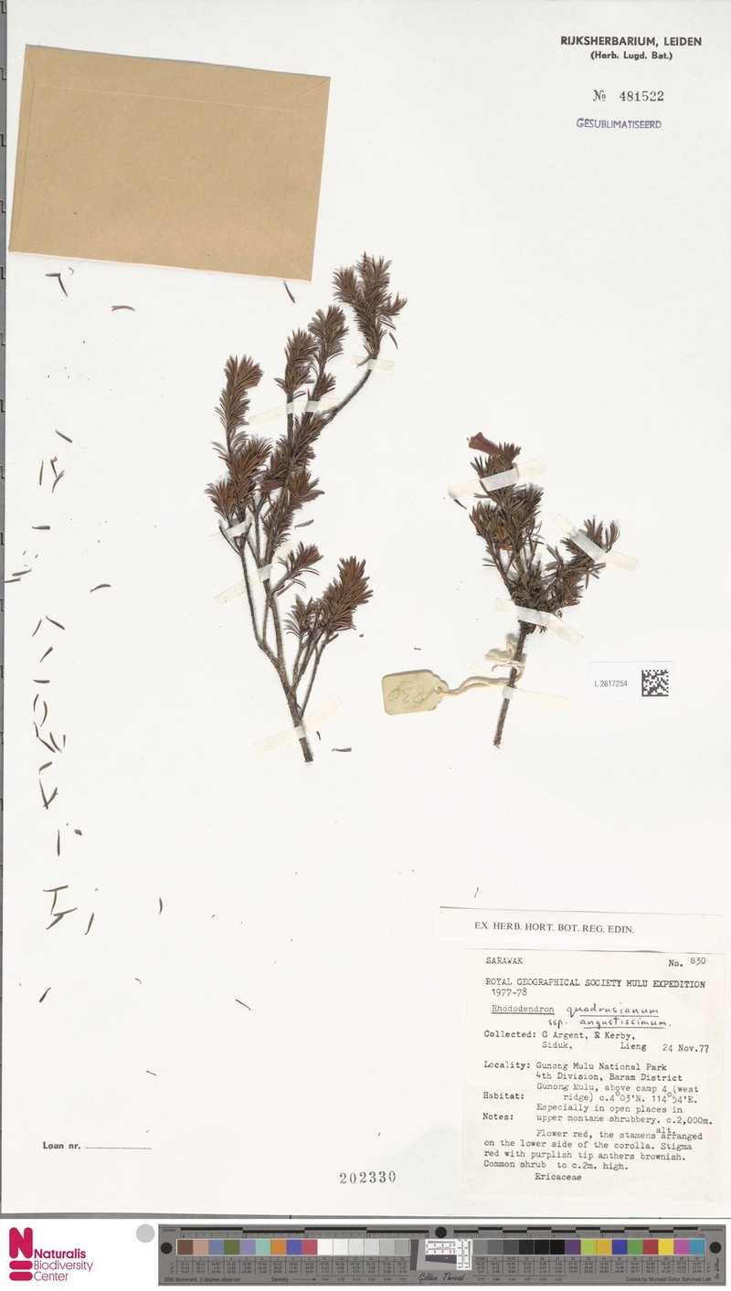 Rhododendron borneense subsp. angustissimum photo 4