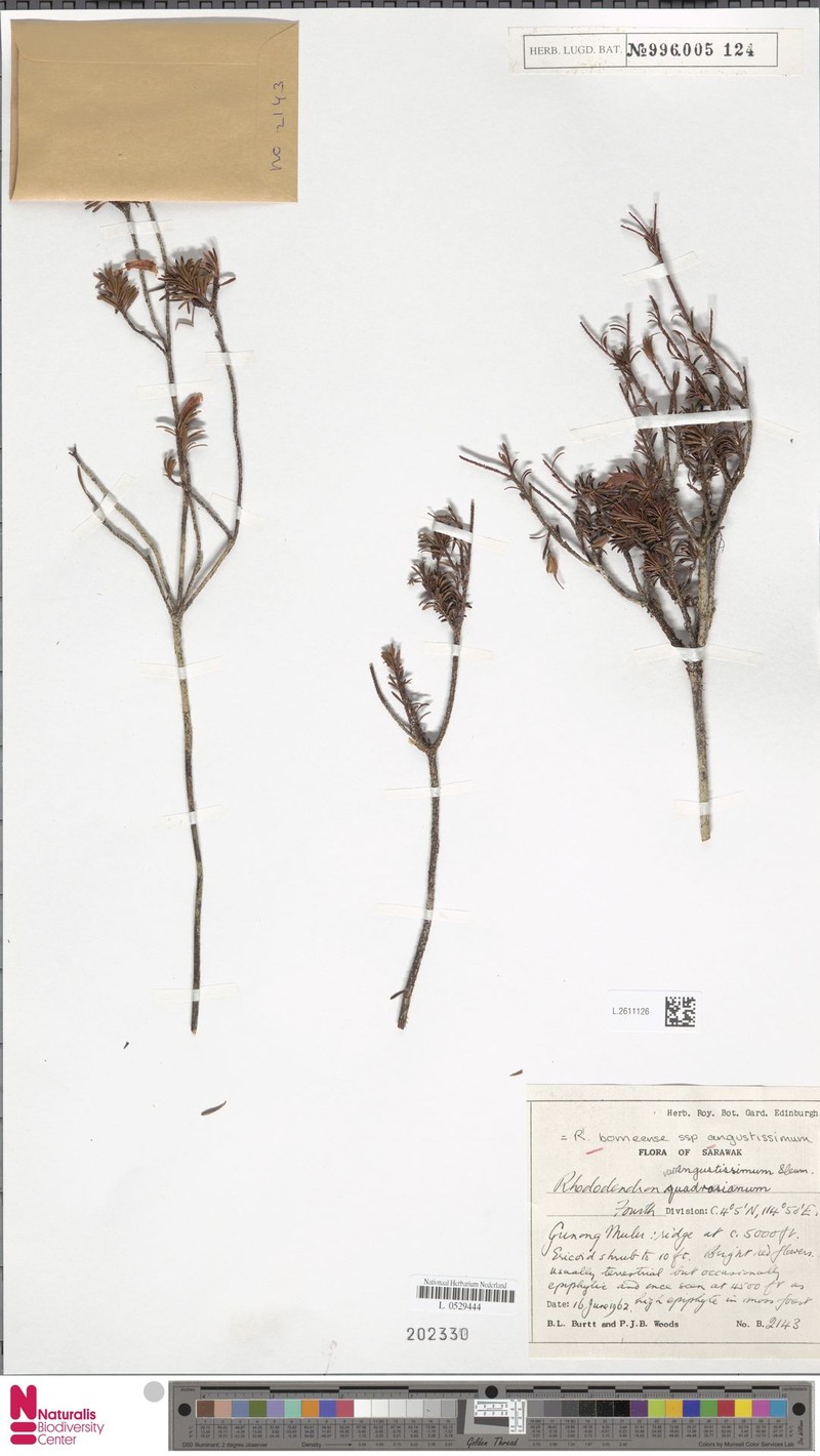 Rhododendron borneense subsp. angustissimum photo 5
