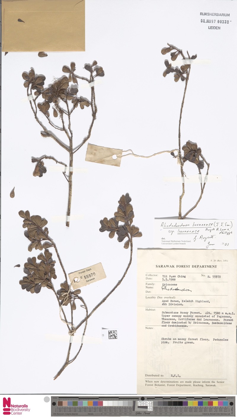 Rhododendron borneense subsp. borneense