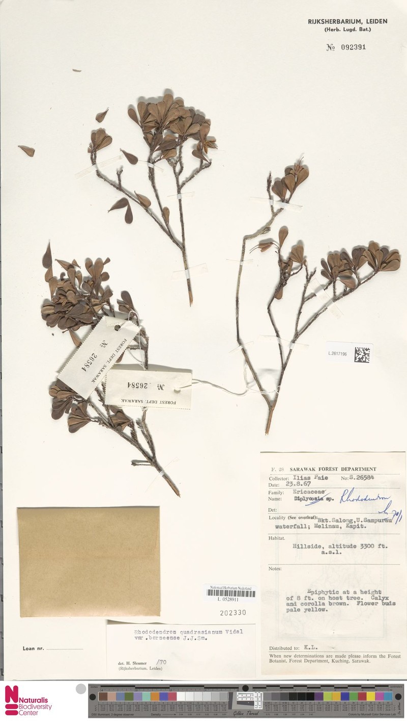 Rhododendron borneense subsp. borneense photo 2