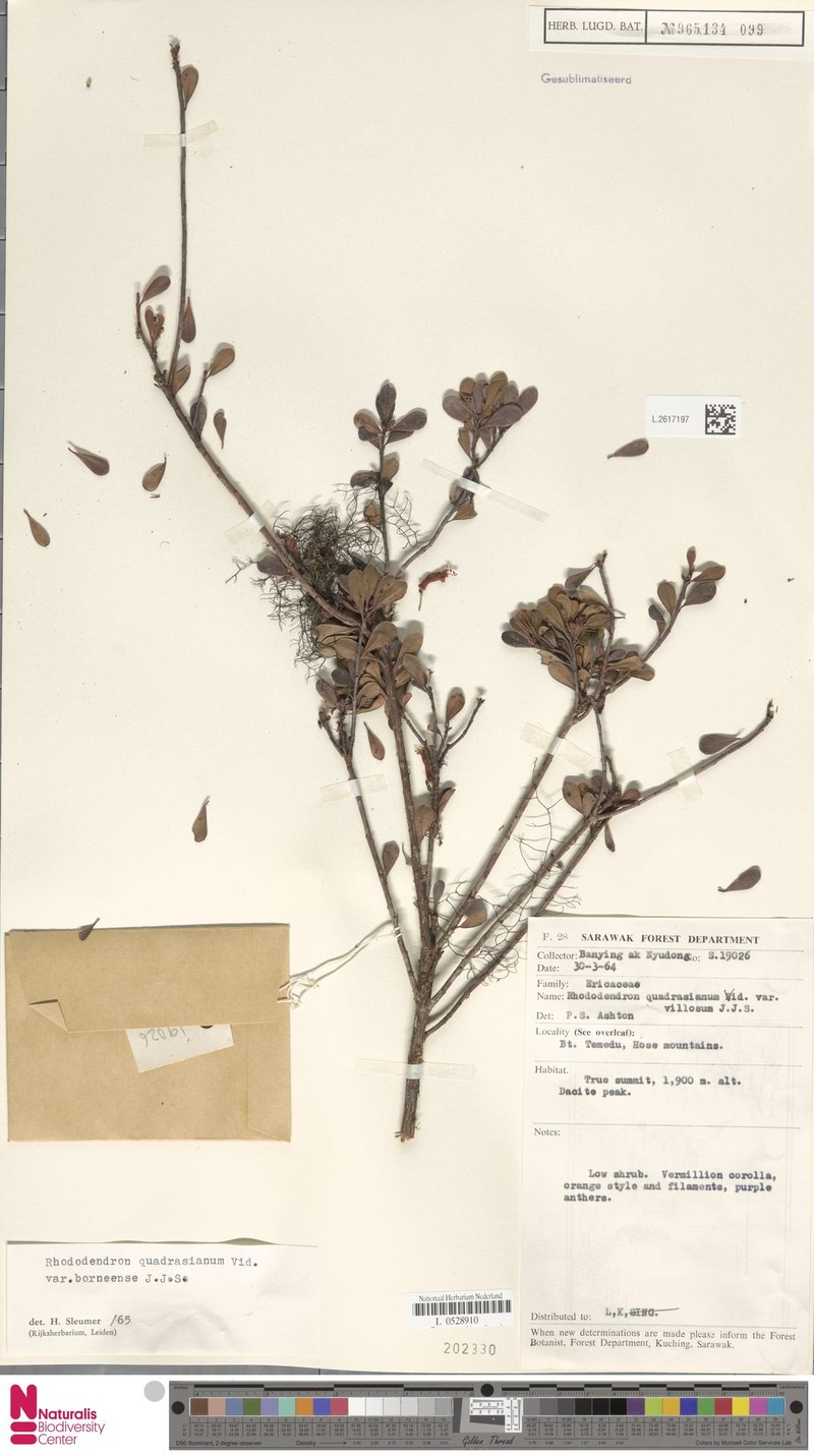 Rhododendron borneense subsp. borneense photo 3