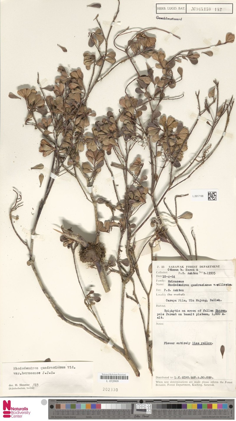 Rhododendron borneense subsp. borneense photo 4