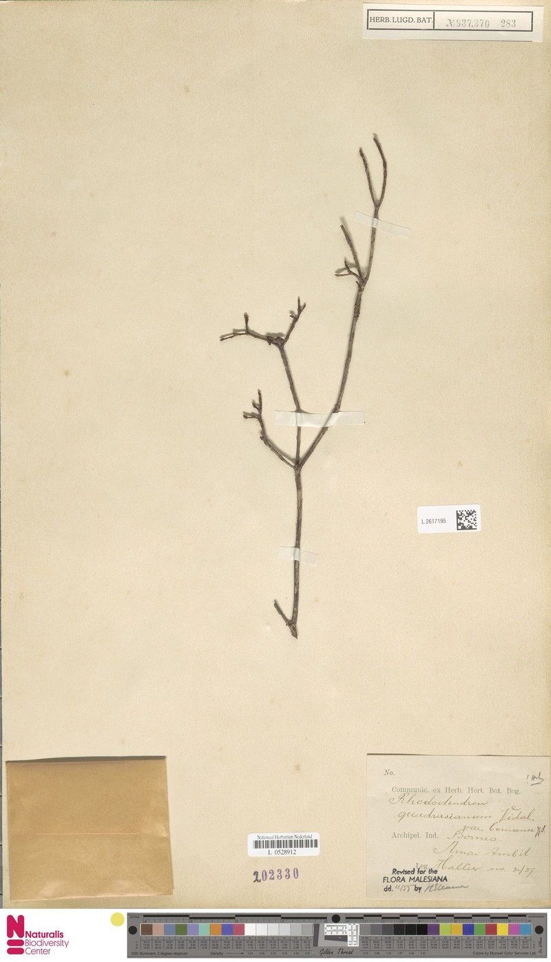 Rhododendron borneense subsp. borneense photo 6