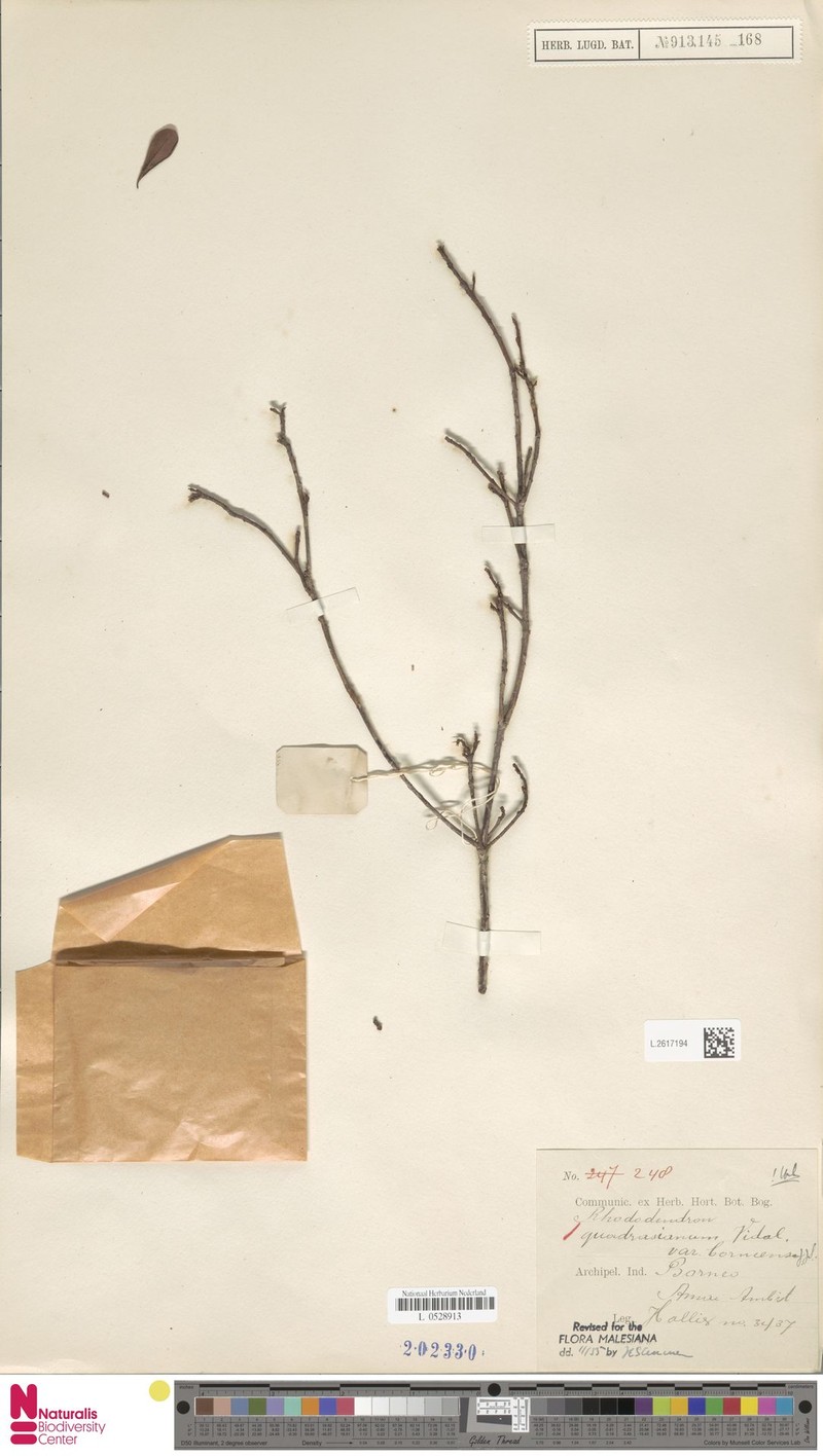 Rhododendron borneense subsp. borneense photo 7
