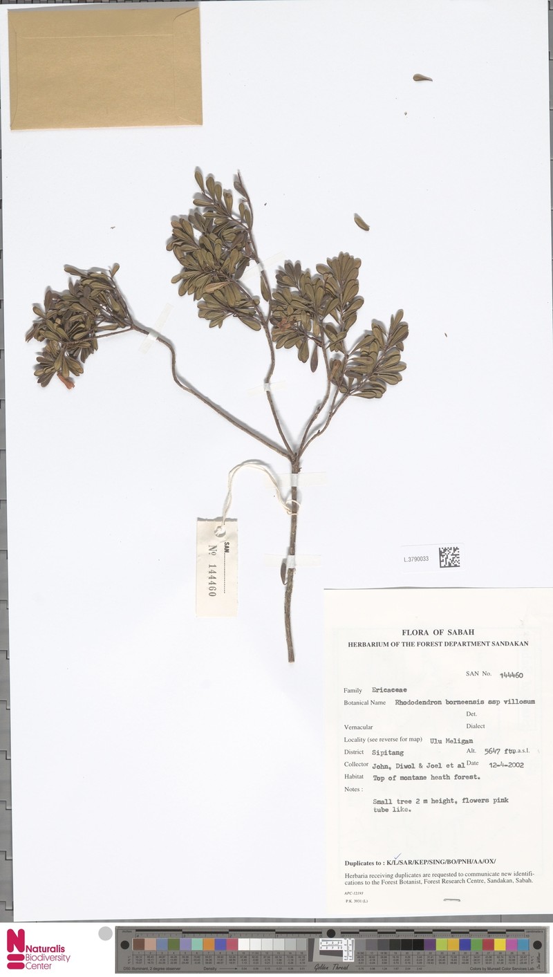 Rhododendron borneense subsp. villosum