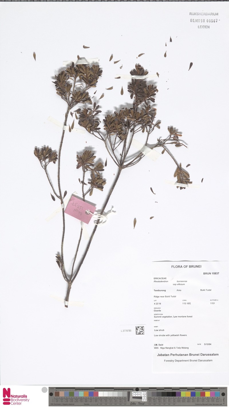 Rhododendron borneense subsp. villosum photo 2