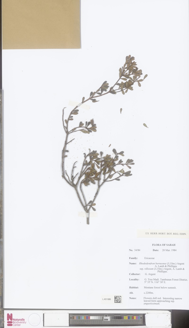 Rhododendron borneense subsp. villosum photo 4