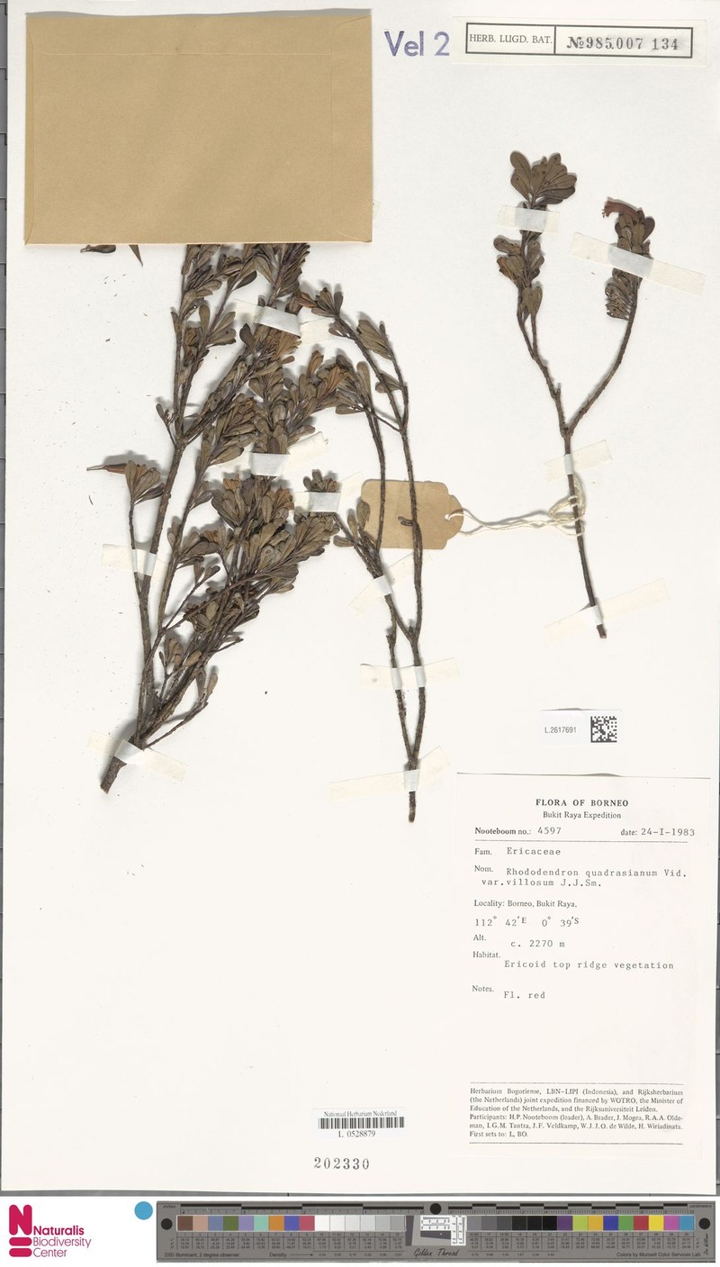 Rhododendron borneense subsp. villosum photo 5