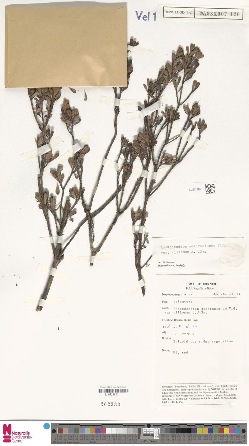 Rhododendron borneense subsp. villosum photo 6