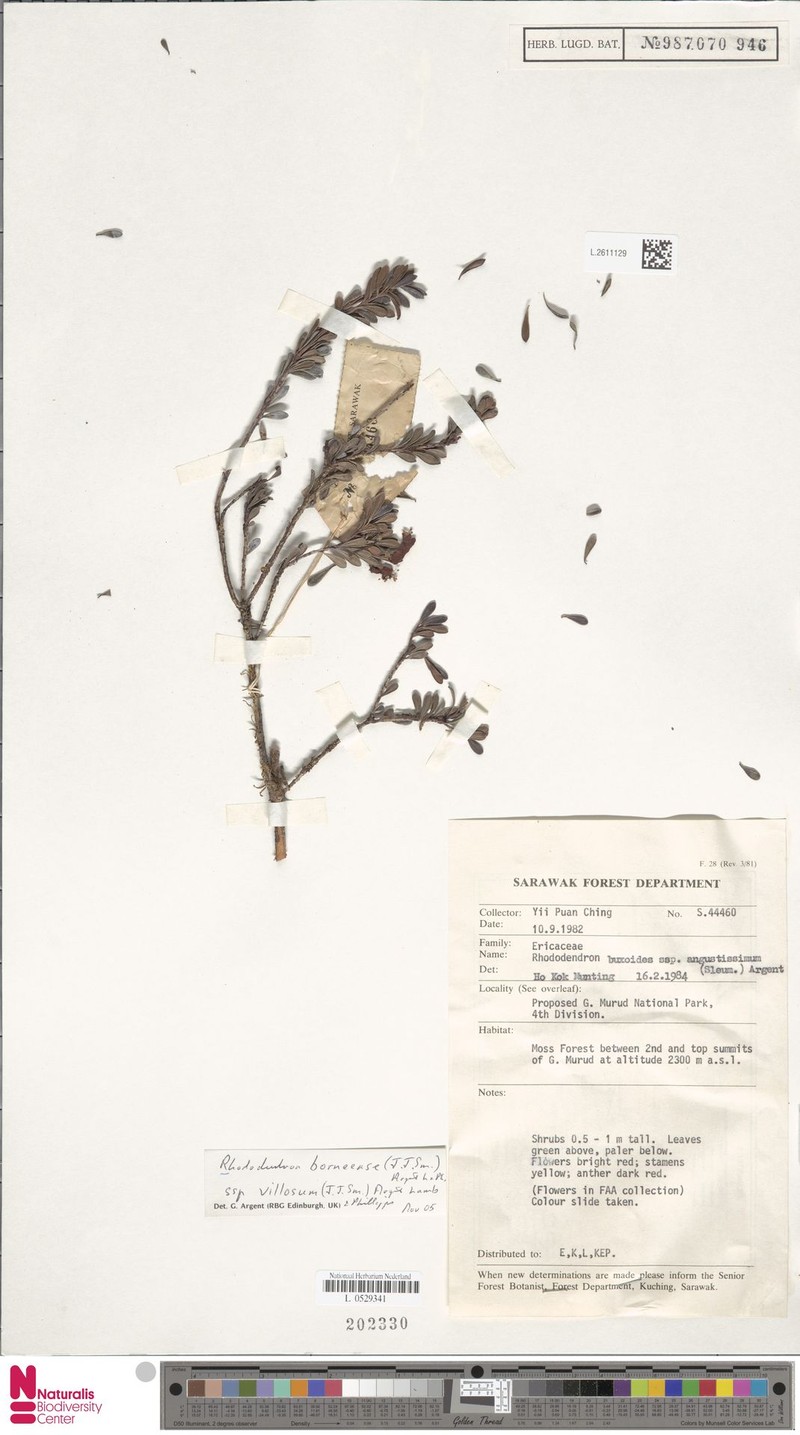 Rhododendron borneense subsp. villosum photo 7