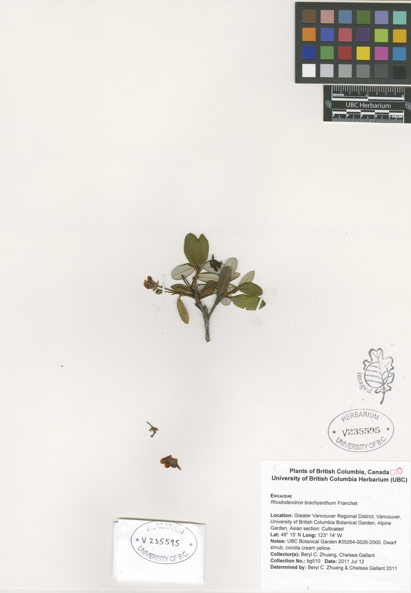 Rhododendron brachyanthum